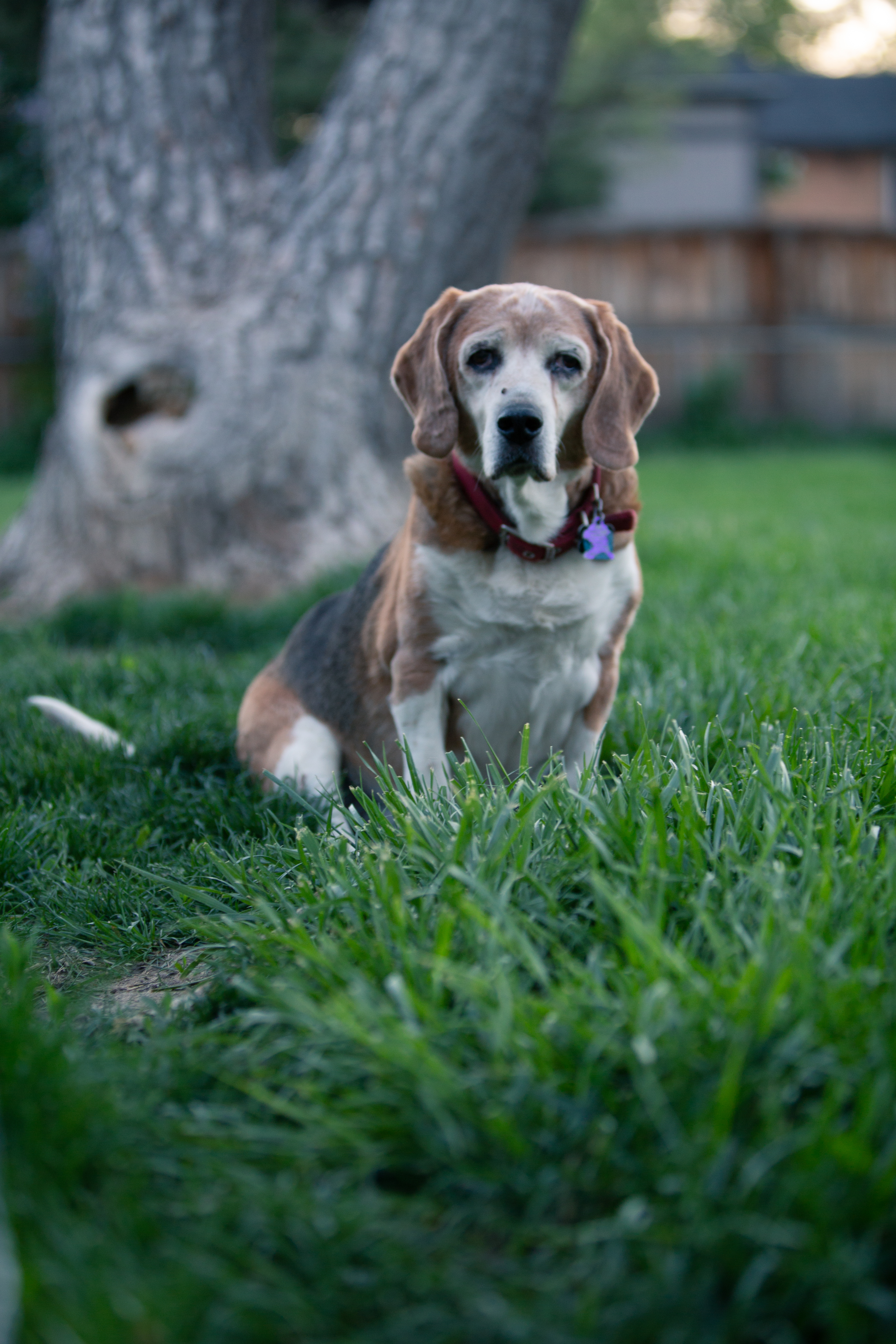 Pet photography Colorado