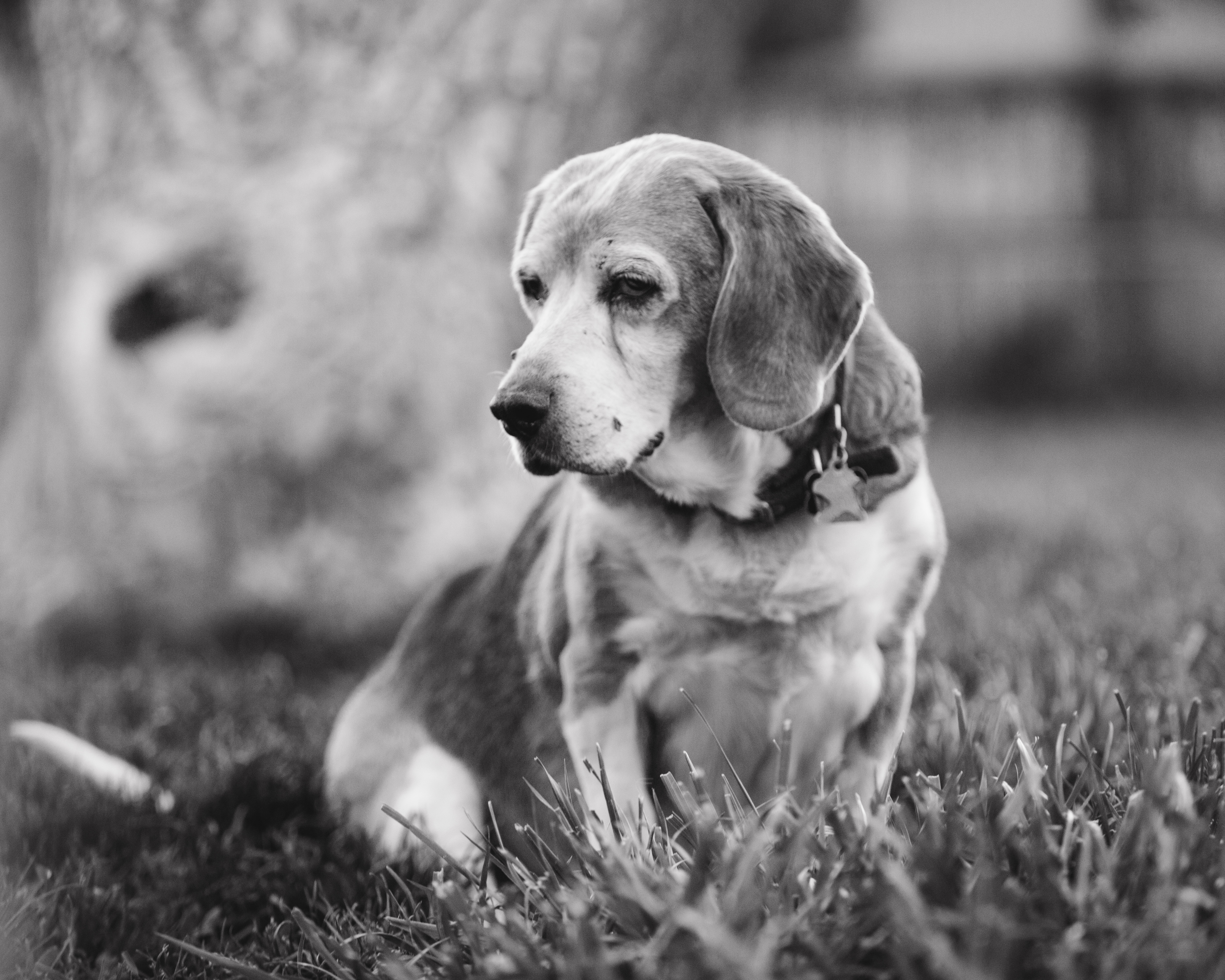 Dog portrait photography Littleton CO